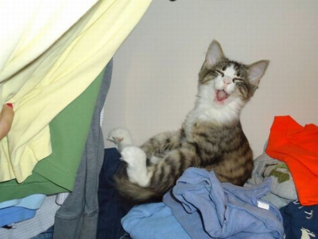 Котовторник!