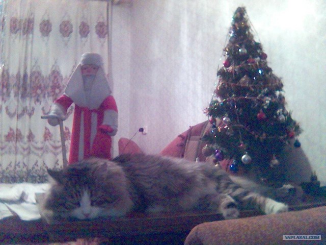 Первый КОТОВТОРНИК 2012