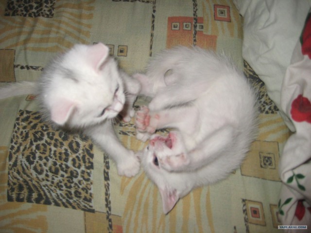 Котовторник (07.02.2012)