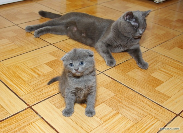 Котовторник 24.04.2012