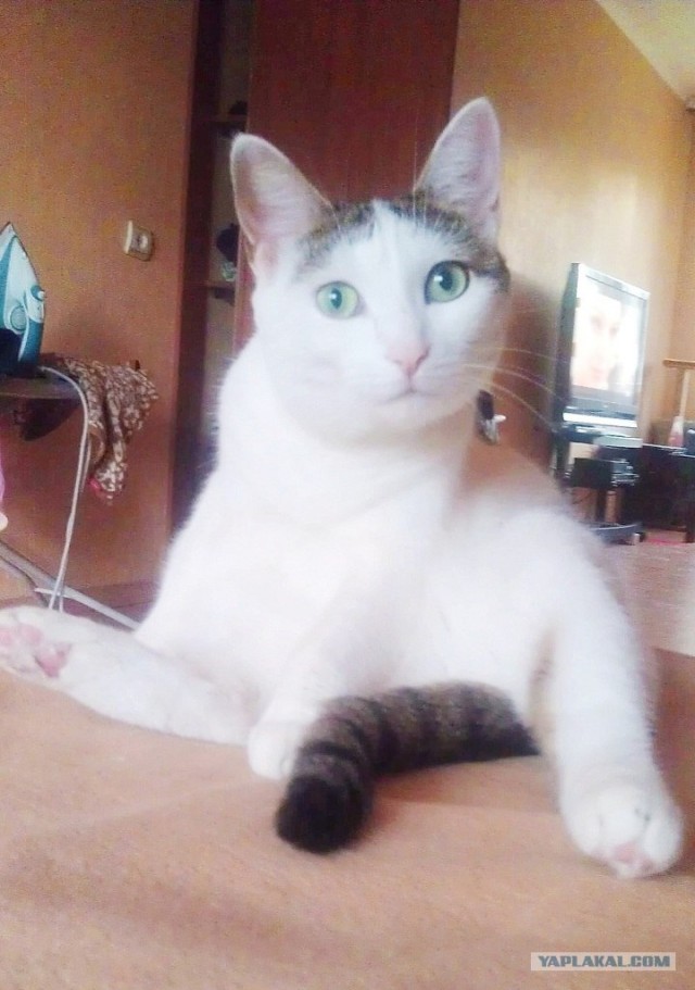 Котовторник 31.07.2012 г.