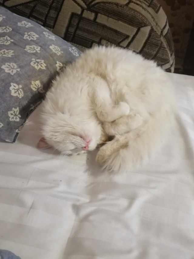 Прикольных котов пост