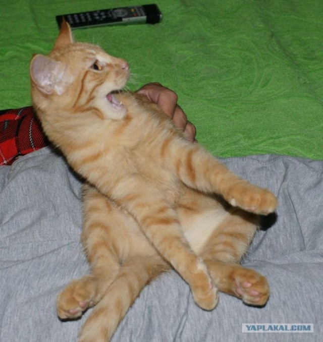 Кушать? Бегу-бегу!