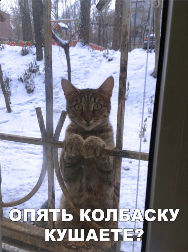 Забавные фото котеек