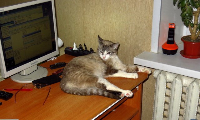 Котовторник! начнем? 04.06.19