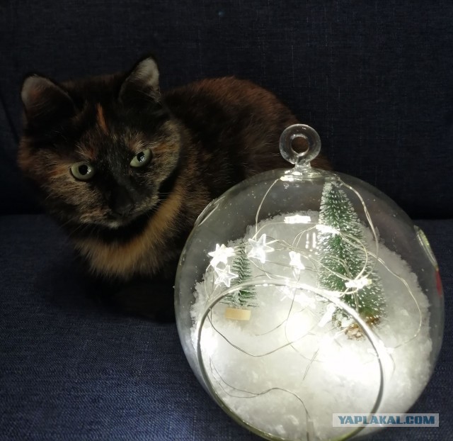 Котовторник *новогодний* 31/12/2019