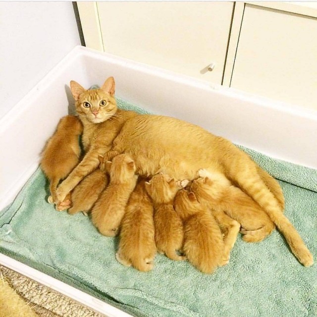 Забавные картинки с котами из сети