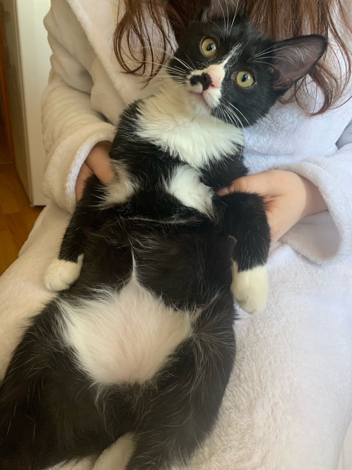 Отданные даром. К котовторнику