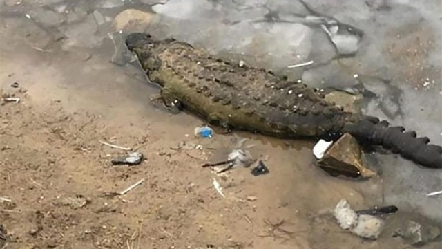 Тушу мертвого крокодила нашли в Подмосковье