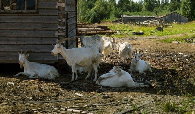 Живность из сети