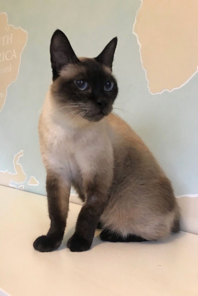 Коты из сети