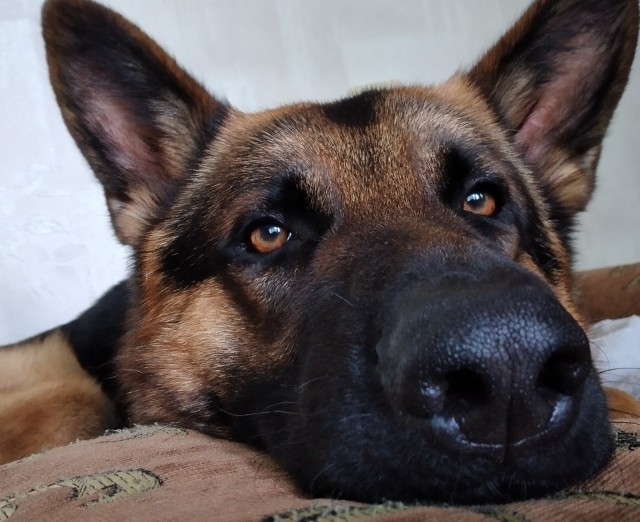 Победители конкурса фотографии Comedy Pet Photo Awards 2020