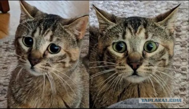 Котовторник?! Коты во вторник!