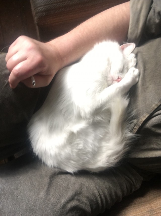 Смешные коты 25.08.20