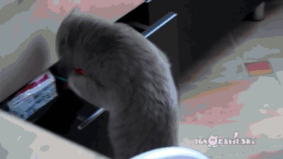 Почему вам нужно завести котов