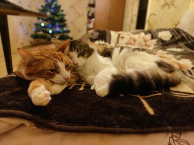 Котовторник. Добавляйте своих