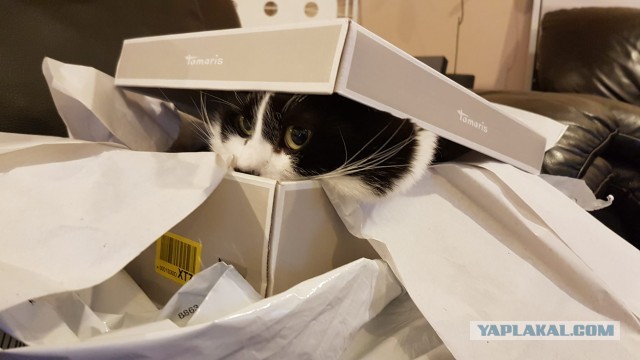 Котовторник 28.09.21