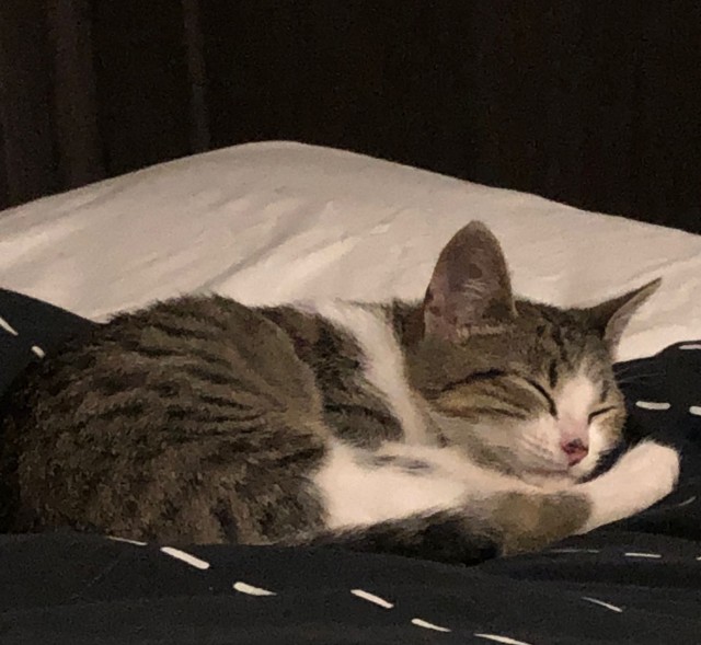Котовторник