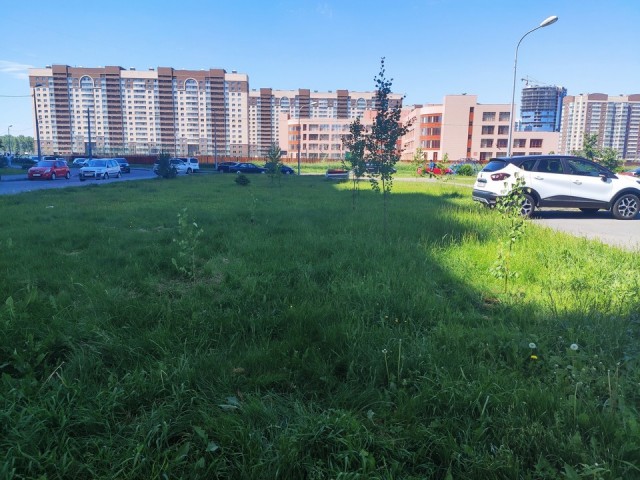Свежая зелень