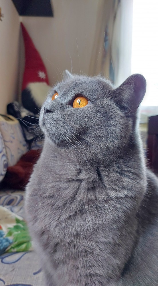 Котовторник 21.12.21