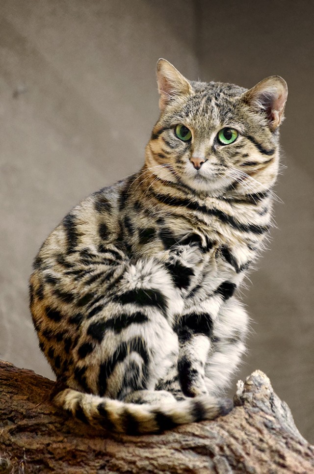 Необыкновенные кошки в дикой природе