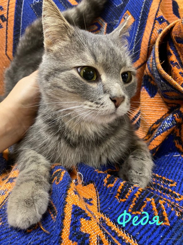 Жизнь домашнего приюта "Котоленд" 366
