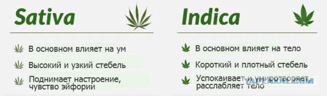 Несколько любопытных фактов о конопле