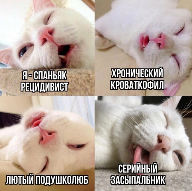 Сказочницы и наставницы: какой тип Тещи — самый опасный для зятя