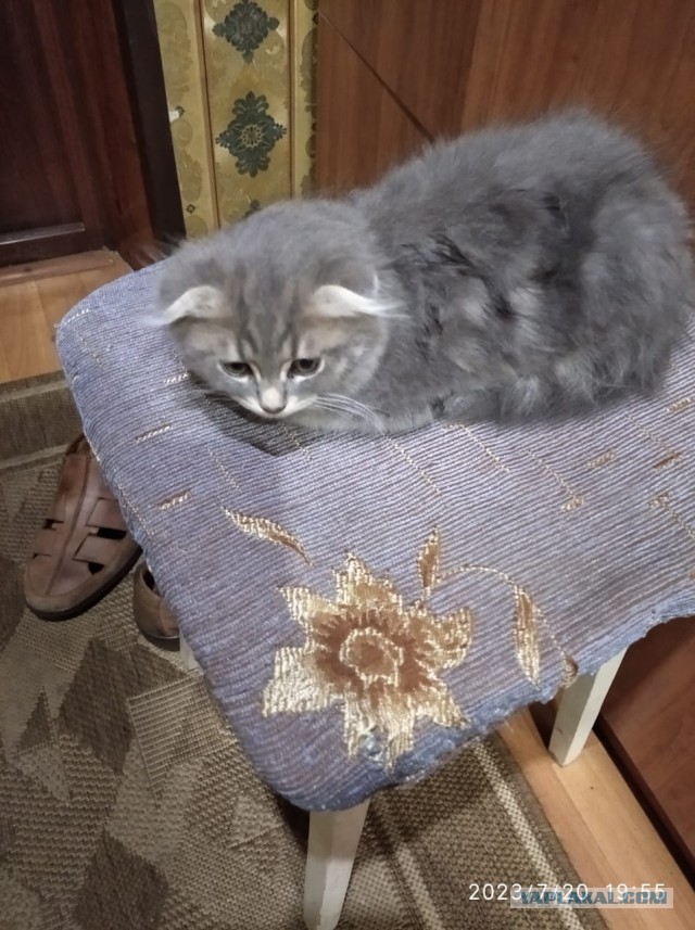 Просто Сеня