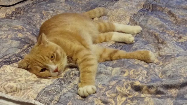 Пополнение в котосемействе в котовторник