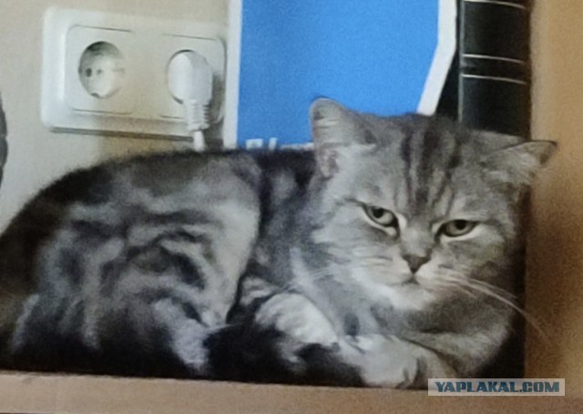 Снимки очень злых котов, которые всё равно остаются милашками