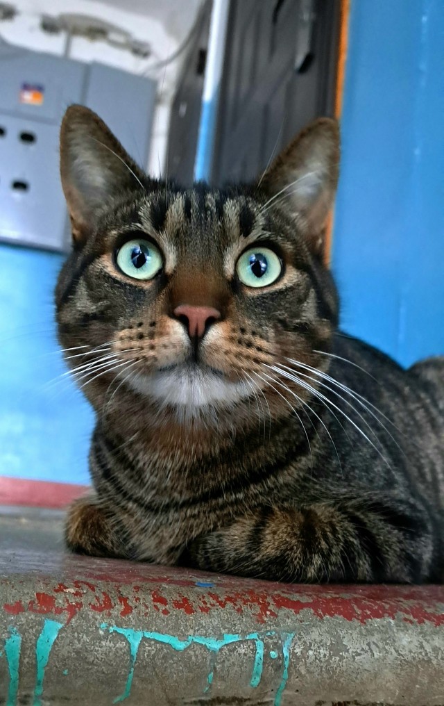 Котовторник