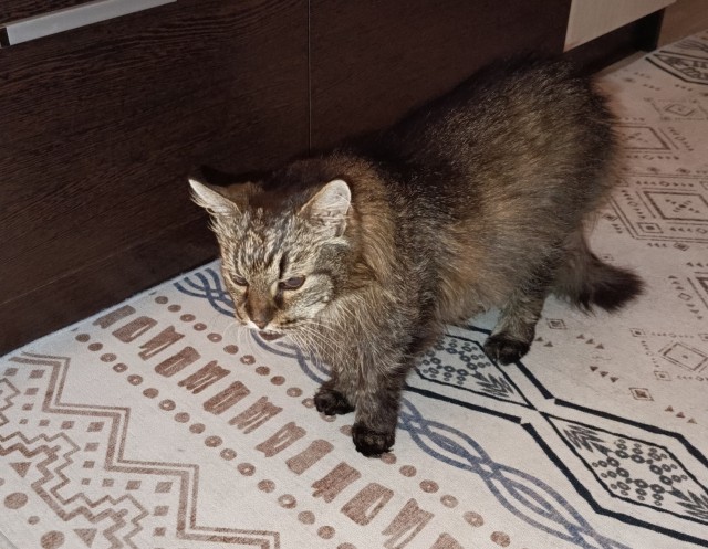 Год назад мы стали рабами (котовторник)