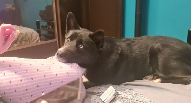 Девочка, которая не бросит