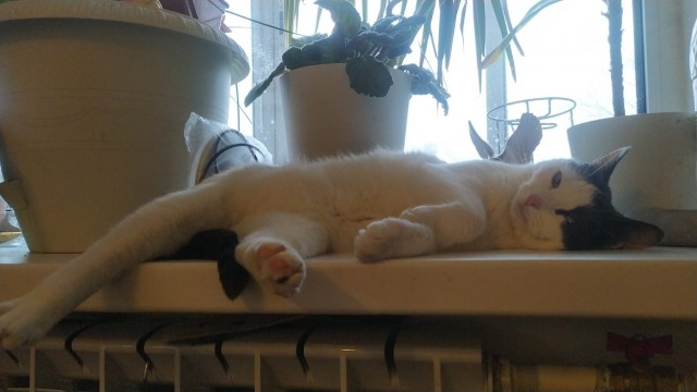 Котовторник уже пришёл?