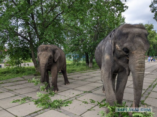 Боянчики на пятницу