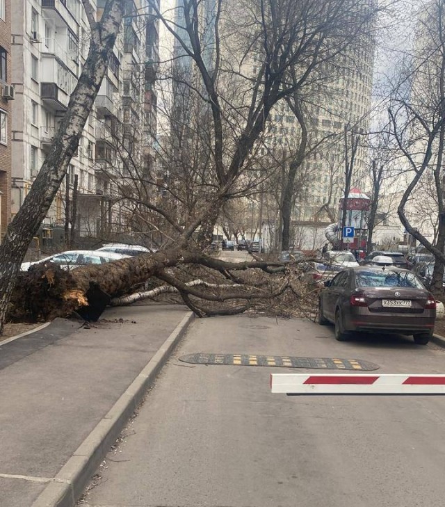 Жителям Москвы порекомендовали меньше находиться на улице – МЧС выпустило экстренное предупреждение об усилении ветра до 21 м/с