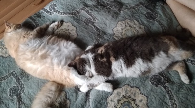 Котовторник в картинках