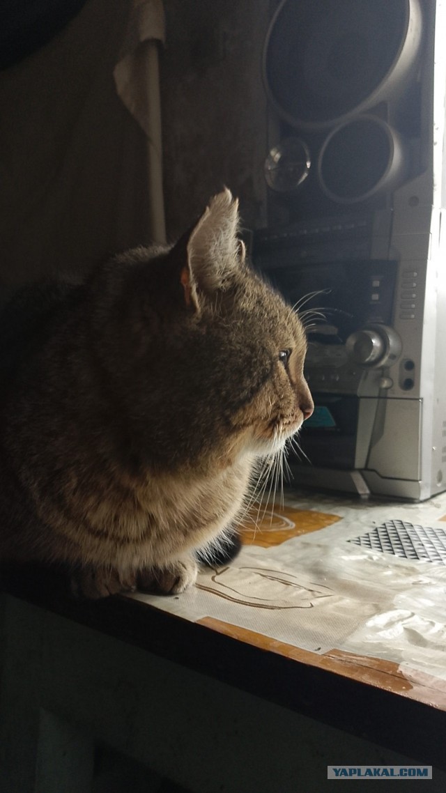 Совпало с котовторником.