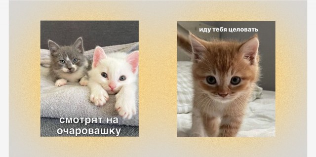 В Москве новая услуга: всего за 300 рублей вам всю неделю будут отправлять фото котиков для настроения