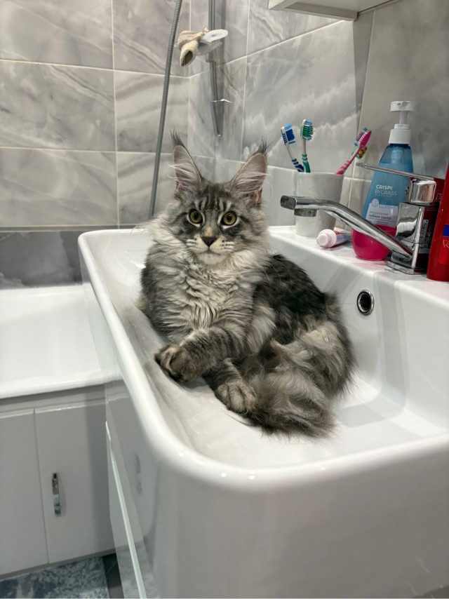 Котовторник