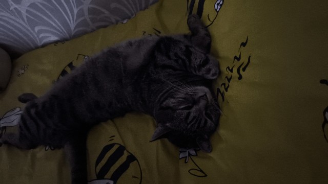 Котовторник скоро.