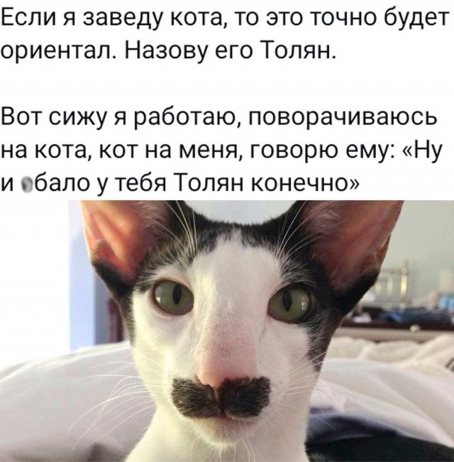 Ну и почему ты ещё не завёл себе ориентала?