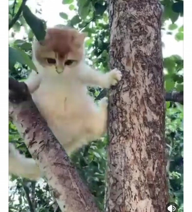 Чутка кошек