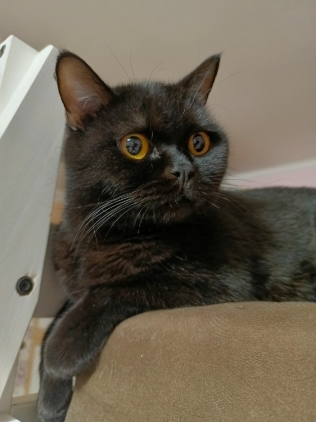 Котоновый год