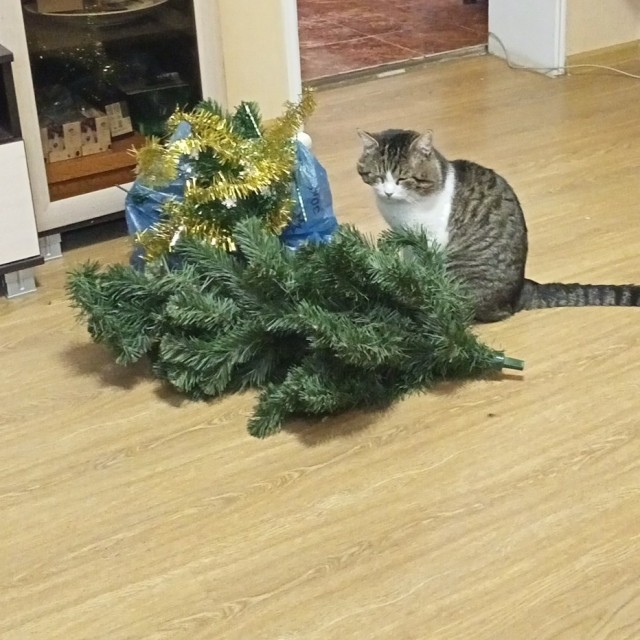 Потеря питомца причиняет больше боли, чем думают люди