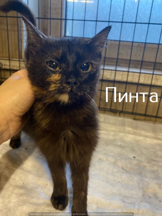 Жизнь домашнего приюта "Котоленд" 547