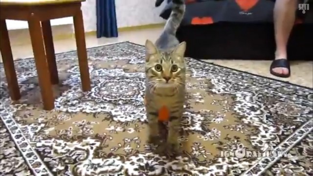 Электростатика и кот
