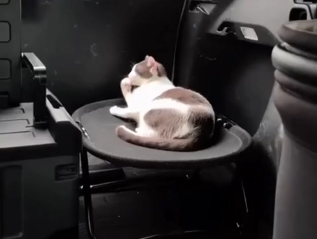 Выезд на пруд с котьками