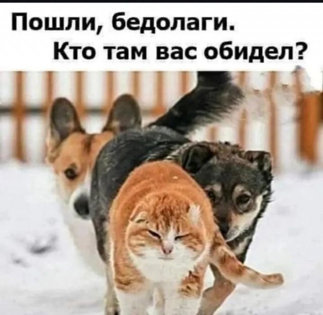 Картинки для деградации 282 (разной степени свежести)
